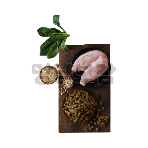 힐링 닭고기 사료